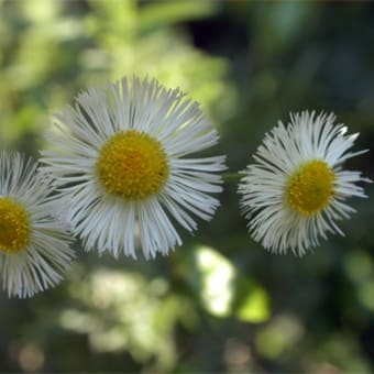 5月の庭は花盛り