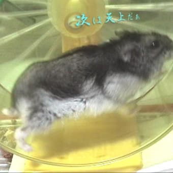 「輪（）廻（）転（）生（）」って？