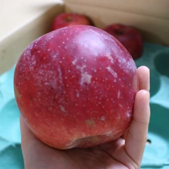 岐阜県高山　青木農園さんのりんごが届きました！