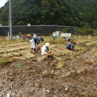 そばの実の収穫作業 大好き 藁科川 そばの実の収穫作業 大好き 藁科川