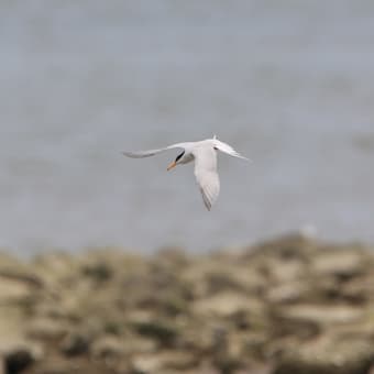 過去の鳥見2011年5月15日　コアジサシ