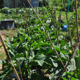 今年の夏野菜は種から栽培しています