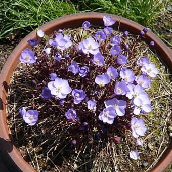 我が家の庭にも山野草・・・清楚な花が好き!!