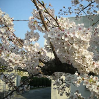 今年も「桜」の季節に