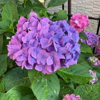夏の庭へと