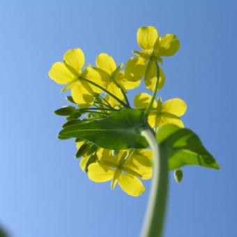 虫たちの視線