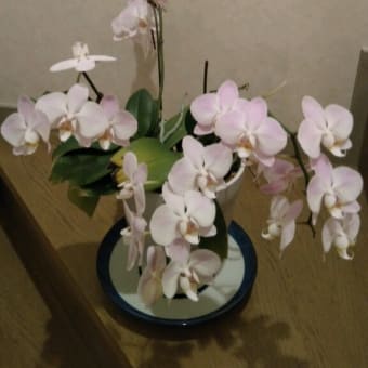 ２年目の胡蝶蘭
