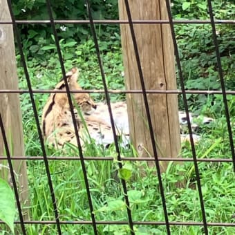 動物が主役