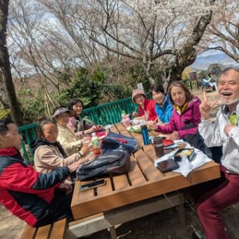 第１回ハイキング2025（石清水八幡宮、背割り堤お花見ハイキング）