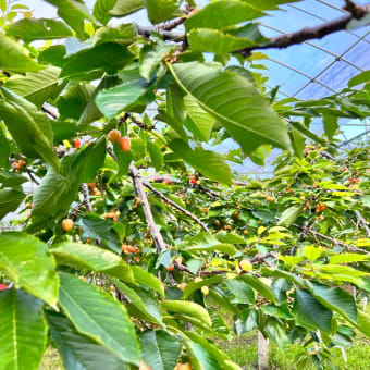 7月26日（火）園内状況🍒