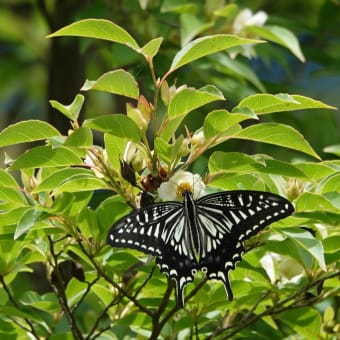 夏椿咲いたら🦋