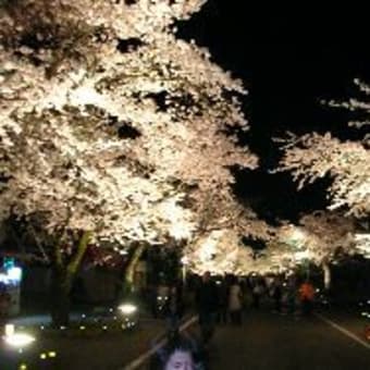 夜の森公園　夜桜