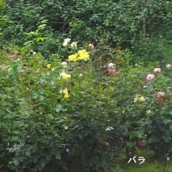 ６月例会「久留米の花菖蒲を求めて」（福岡県久留米市）