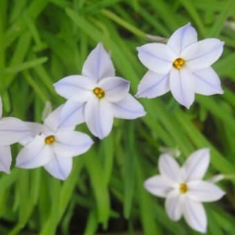 ３月の花②（自宅）