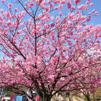 横浜スタジアムのＹデッキ・横浜公園の桜とチューリップ（横浜市）