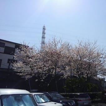 桜の定点観測....再び....