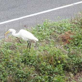 絶滅危惧種？