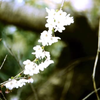 福岡大のプロ写真　桜のフィルム写真