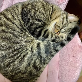 最近は
