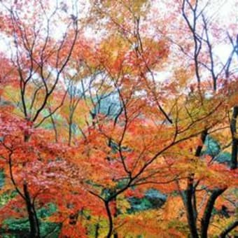 紅葉♪パート３