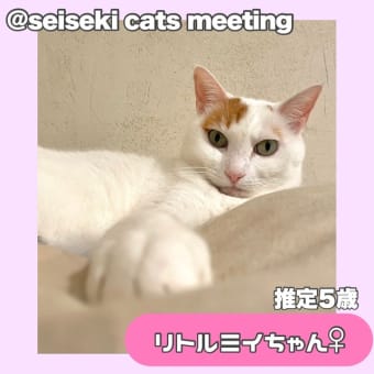 保護猫譲渡会7/28（日）in麻生区はるひ野