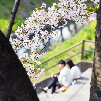 パンデミックの風とともに - さくら色に染まる時 