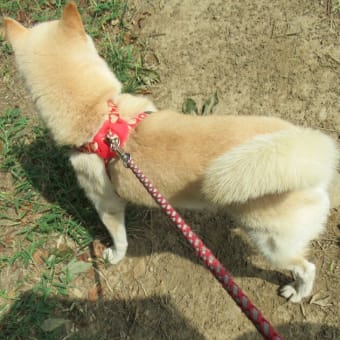 白柴タバサちゃんの残暑の天幕城趾あかぼり蓮園訪問記