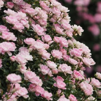 花の端境期の水林自然林には菌従属栄養植物などが（2025.6.8）#2 そして四季の里バラ園に