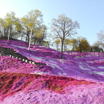 東藻琴山の芝桜