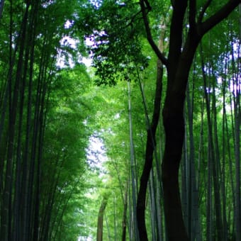 京都、嵐山をぶらり撮り歩き