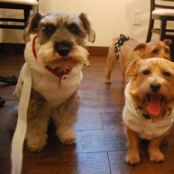 ＠Dog Cafe