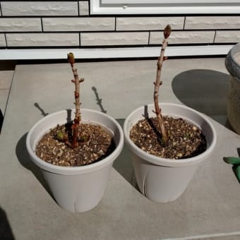 植え付け☆あじさい、ラムズイヤー