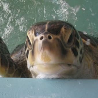 今年も父島で　コータ君に会ってきました。