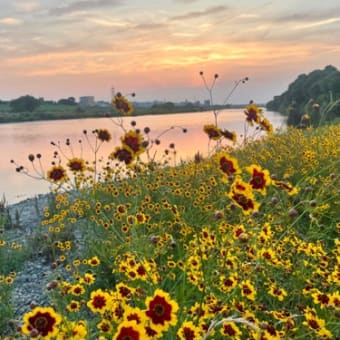 多摩川　菜の花とハルシャギク
