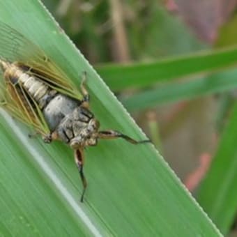 イワサキクサゼミ、ゲットウ、コイノボリ