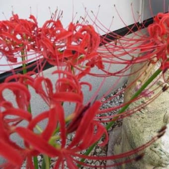 ようやく「彼岸花」の季節