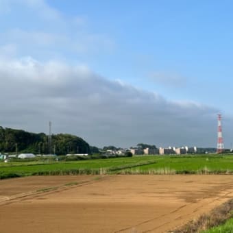 ネギ定植で過負荷