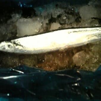 札幌市白石区秋の味覚は秋刀魚の心だ