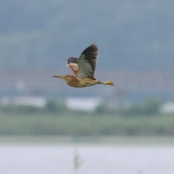 沼のヨシゴイ