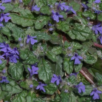 花好きを応援 総合花サイトみんなの花図鑑 花好きを応援 総合花サイトみんなの花図鑑