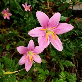 雨上がりに咲く花