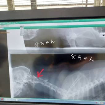 てんてん、首でした。