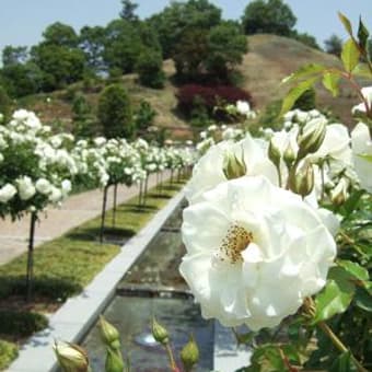 芝生でお昼ね