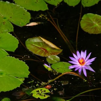 夜に開花するサガリバナ。。。