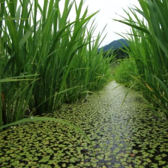 2012年西粟倉村「湯の里　米づくりオーナー制度」・田植えから「42日」過ぎました「2012年6月24日」♪　その2