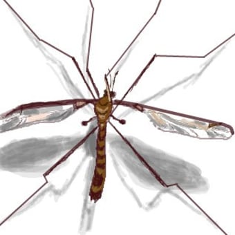Tip of the Week No.151 'daddy-long-legs'