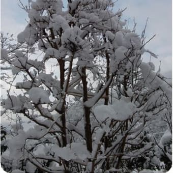 今日も雪カキでぐったり