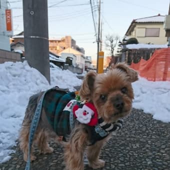 奇跡の犬　～ 願いを込めて ～