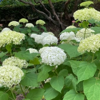 鶴舞公園紫陽花ロードから