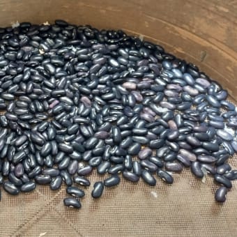 いんげん豆自家採種